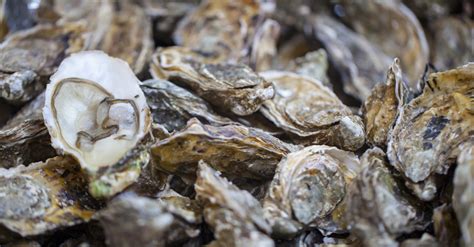 talaba clipart|Talaba TN.